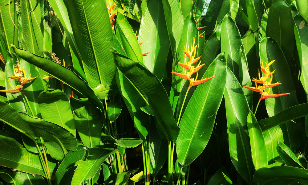 Strelitzia