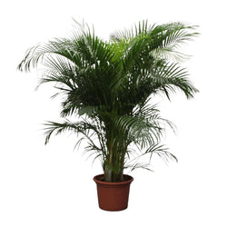 Een volle, groene XXL Areca palm (Dypsis Lutescens) van 230 centimeter hoog in een pot. Deze grote, luchtzuiverende kamerplant wordt verkocht door webshop Planties.