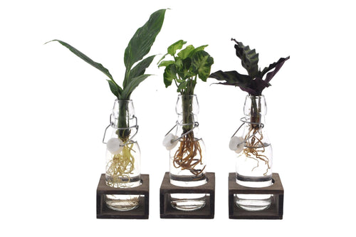Intenz Mix in Ann Glas
