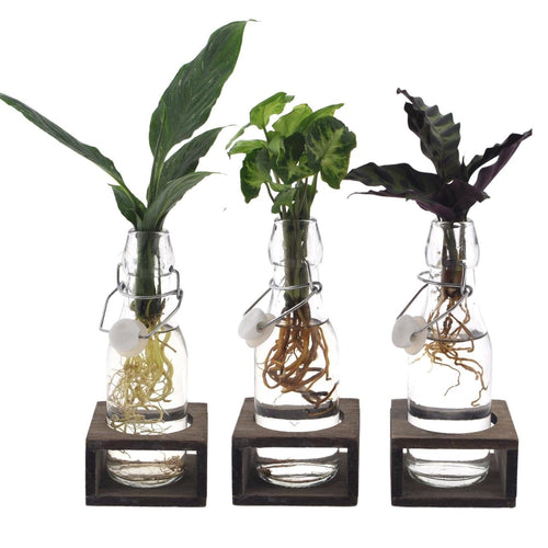 Intenz Mix in Ann Glas