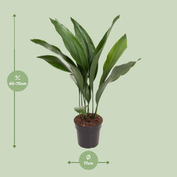 Grote Aspidistra Elatior kamerplant van 70cm (Kwartjesplant) met donkergroene bladeren in een kweekpot van Planties met een lichtgroene achtergrond en afmetingen.