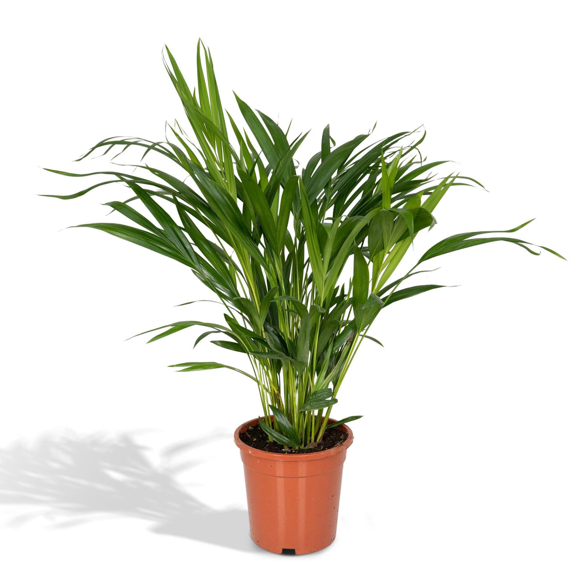 Een volle, groene Areca palm (Dypsis Lutescens) van 60 centimeter hoog in een pot. Deze mooie, luchtzuiverende kamerplant wordt verkocht door webshop Planties.