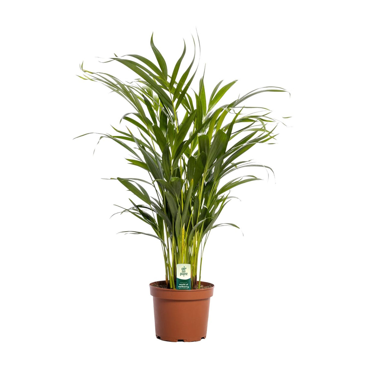Een volle, groene Areca palm (Dypsis Lutescens) van 70 centimeter hoog in een pot. Deze mooie, luchtzuiverende kamerplant wordt verkocht door webshop Planties.