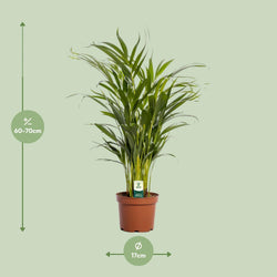 luchtzuiverende-areca-palm-kopen-dypsis-lutescens-met-afmetingen-70cm-planties