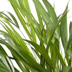 Een ingezoomde afbeelding van een groene Areca palm (Dypsis Lutescens) van 60 centimeter hoog. Deze grote, luchtzuiverende kamerplant wordt verkocht door webshop Planties.