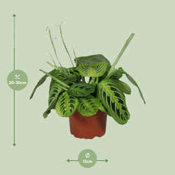 Maranta Lemon Lime gebedsplant van 30 cm hoog met potdiameter van 12 cm