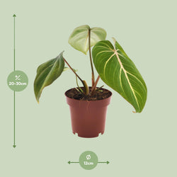 Afmetingen van de Philodendron Gloriosum kamerplant: de plant heeft een hoogte van 20 tot 30 centimeter en staat in een kweekpot met een diameter van 12 centimeter.