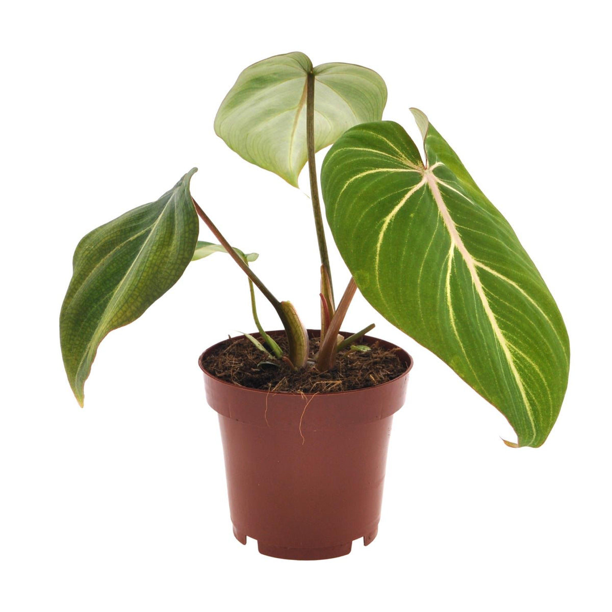 Vooraanzicht van een Philodendron Gloriosum kamerplant met grote, donkergroene bladeren en lichte nerven in een bruine kweekpot.