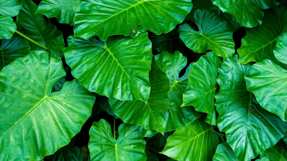Alocasia