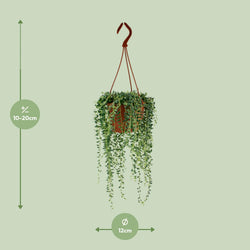 Een volle Senecio herreianus hangplant met lange strengen in een pot met afmetingen.