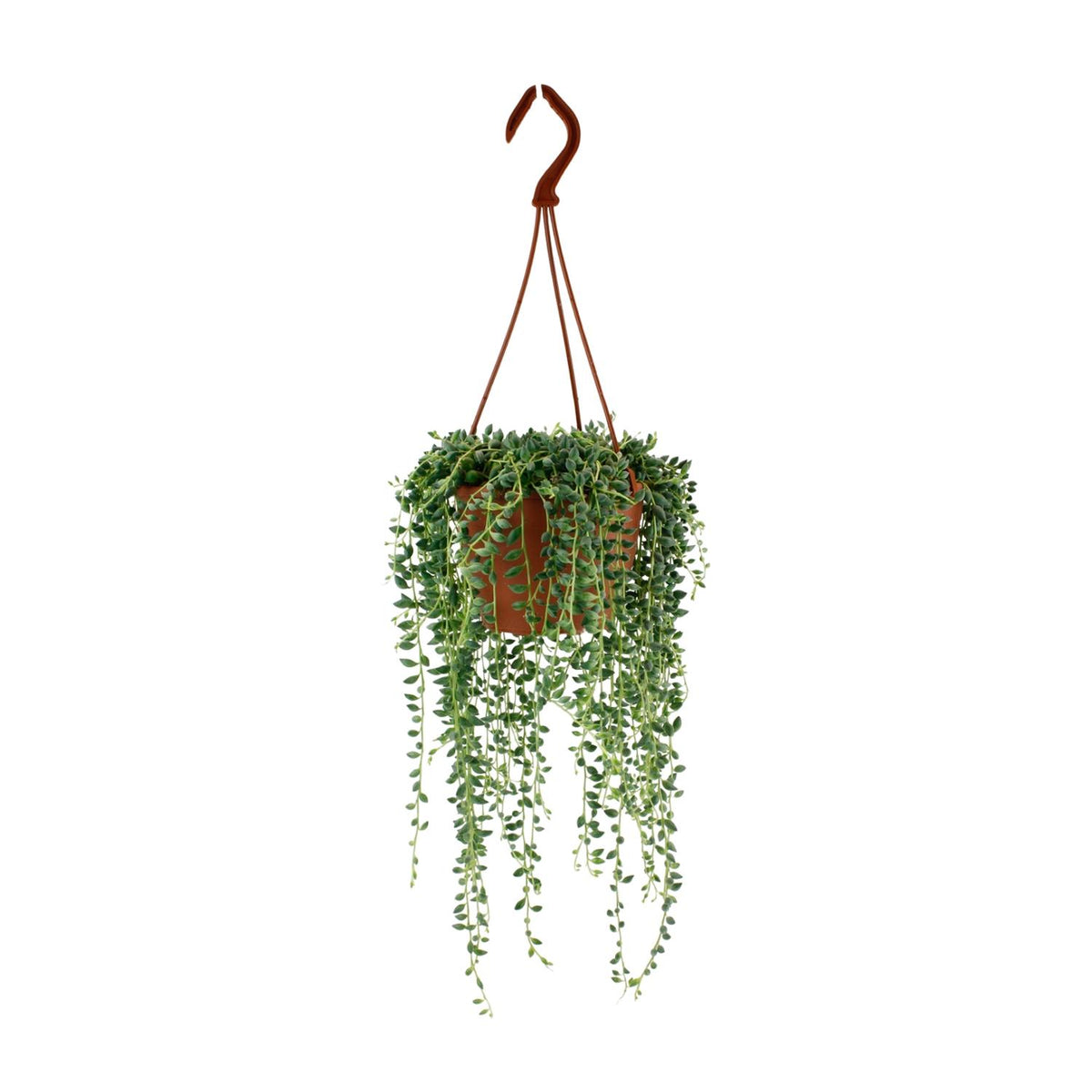Een volle Senecio herreianus hangplant met lange strengen in een pot.