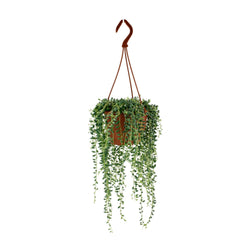 Een volle Senecio herreianus hangplant met lange strengen in een pot.