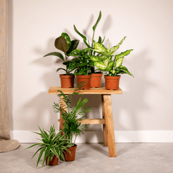 Interieur inspiratie: mix van verschillende kamerplanten op een krukje tegen de muur