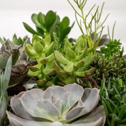 Vetplanten mix (9x)