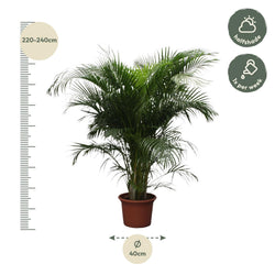 Een volle, groene XXL Areca palm (Dypsis Lutescens) van 230 centimeter hoog in een pot inclusief afmetingen van 230cm hood en 40cm breed. Deze grote, luchtzuiverende kamerplant wordt verkocht door webshop Planties.