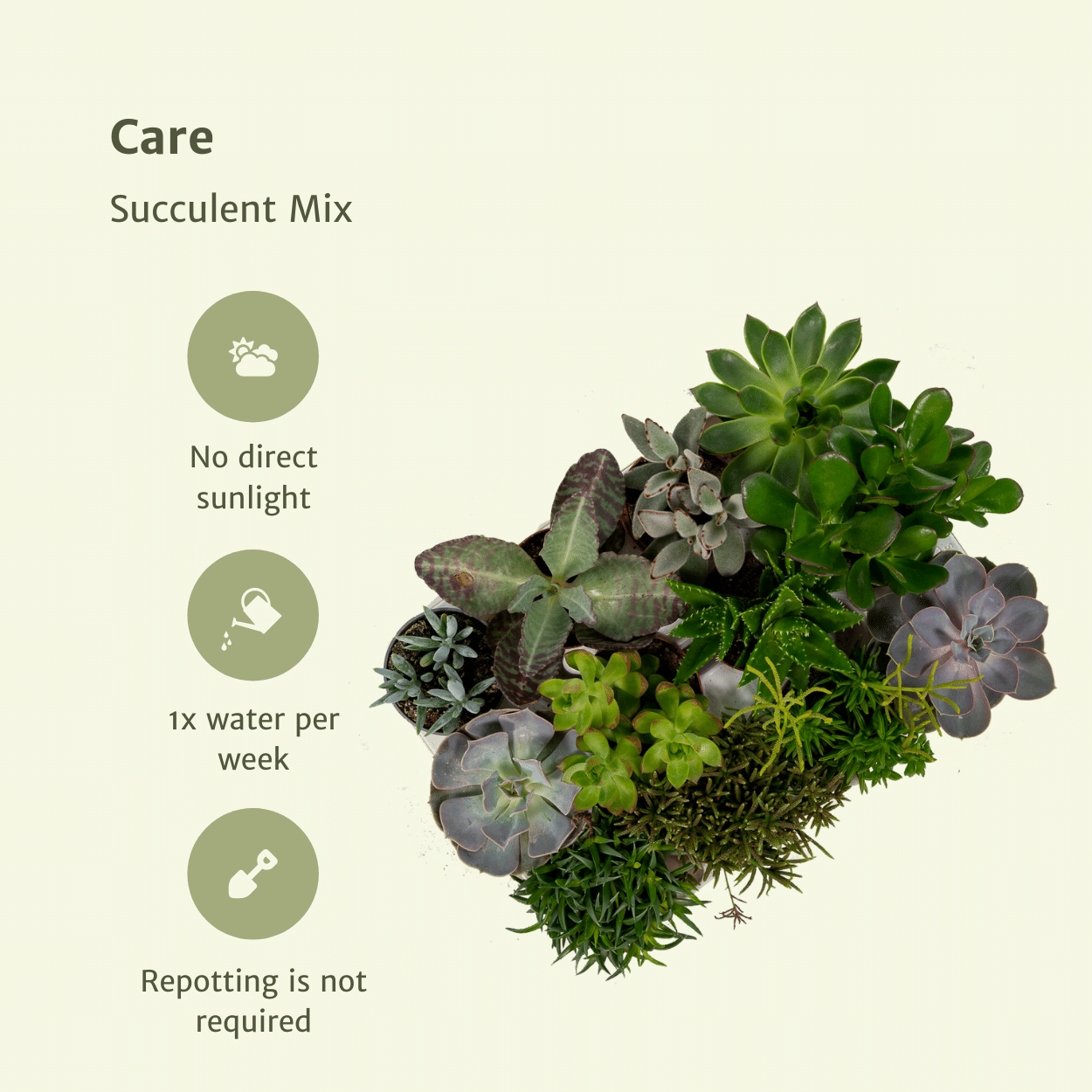 Vetplanten mix (9x)