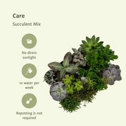 Vetplanten mix (9x)