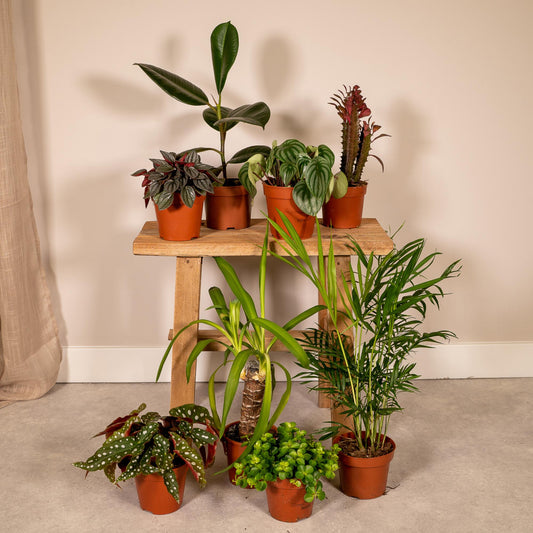 Buitenbeentjesbox - 8 Planties