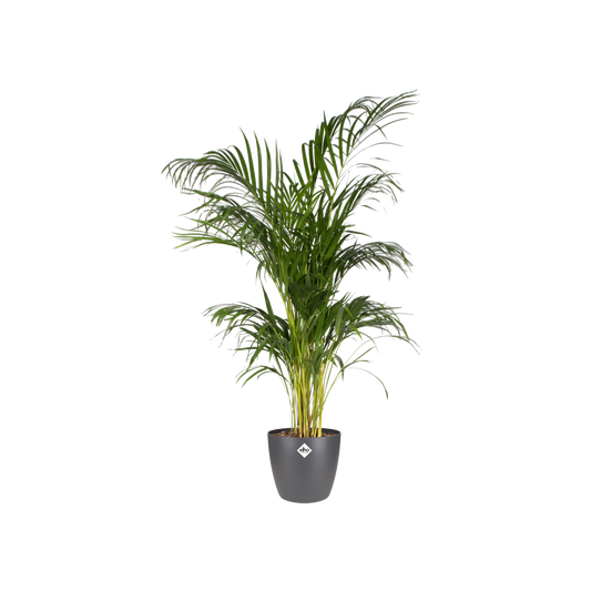 Pot elho Brussels Round Antraciet