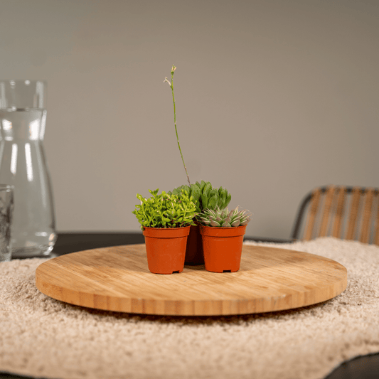 Vetplanties mix (10x)