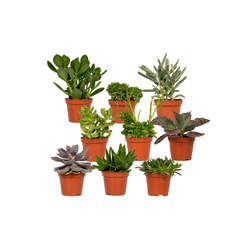 Vetplanten mix (9x)