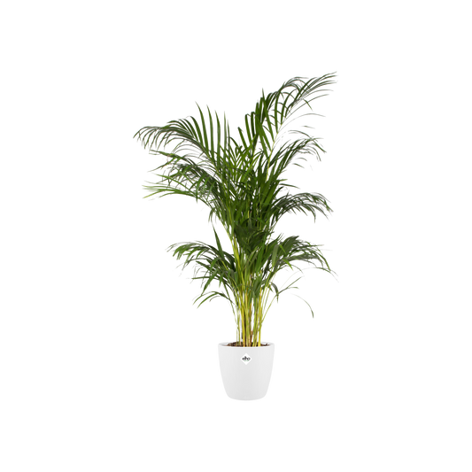 Pot elho Brussels Round Wit