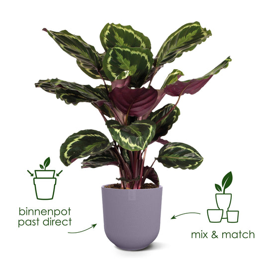 Pot elho Jazz Round tuscan red