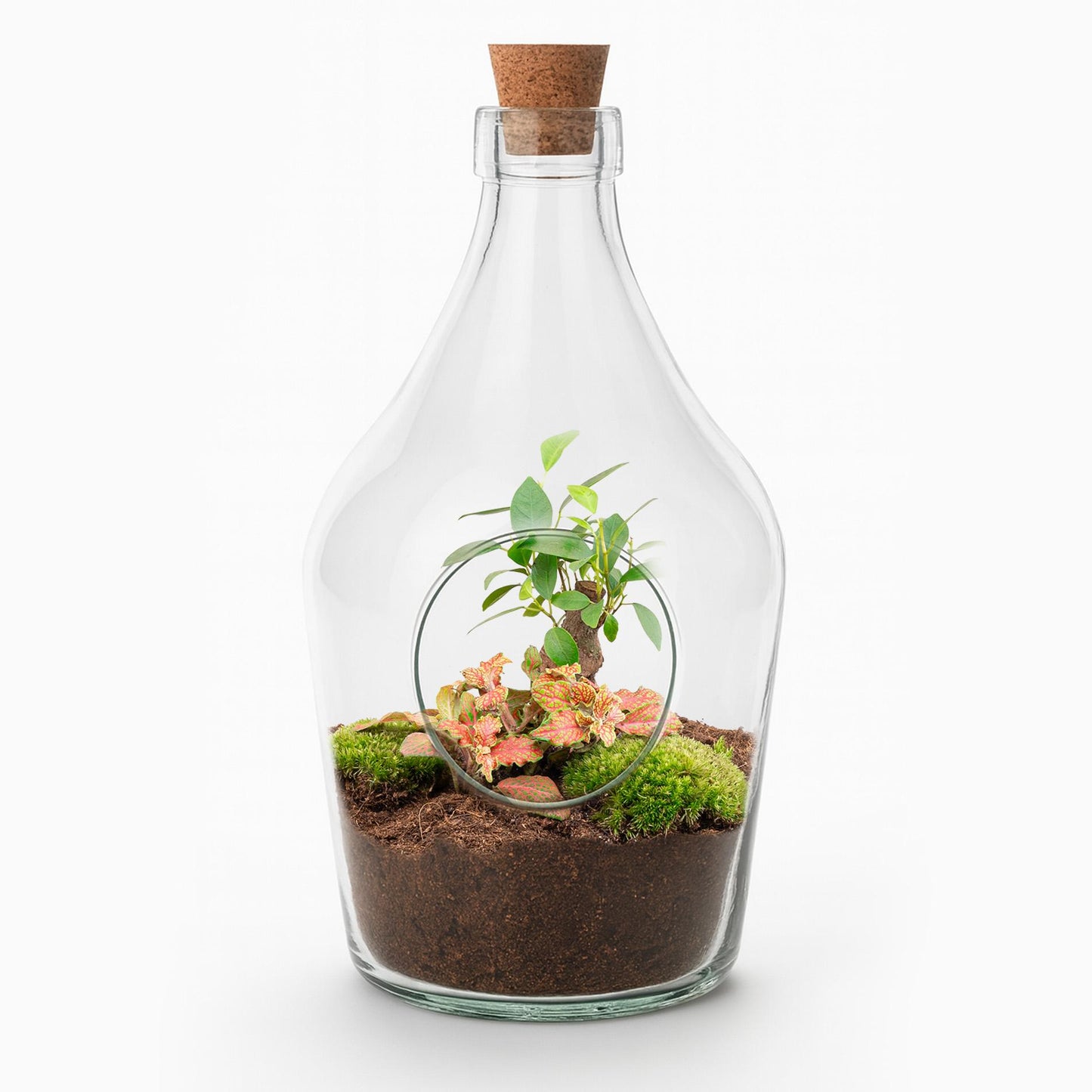 Open terrarium John - Bonsai & Ruby Lime
