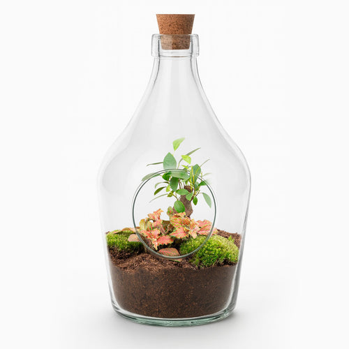 Open terrarium John - Bonsai & Ruby Lime