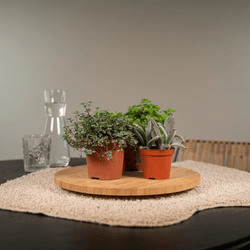 Vetplanten mix (9x)