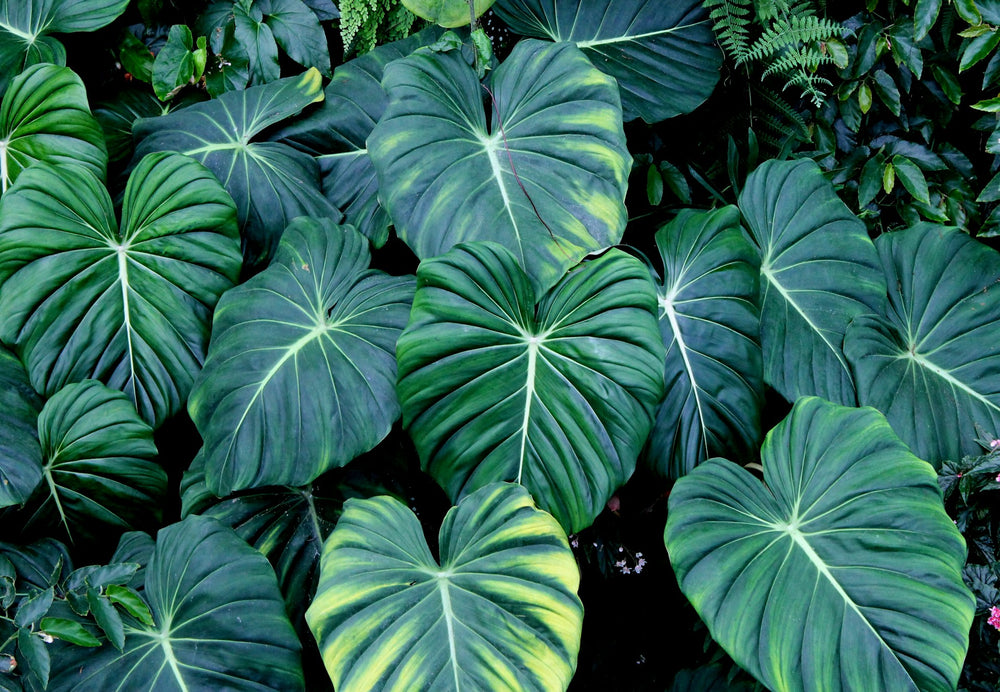 Philodendron